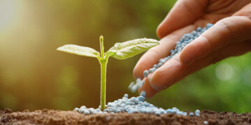 hand of a farmer giving fertilizer to young baby plants seedling in germination sequence on fertile soil with natural green background